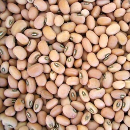 Brown beans