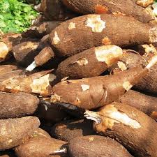 Cassava