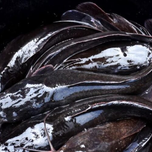 Catfish