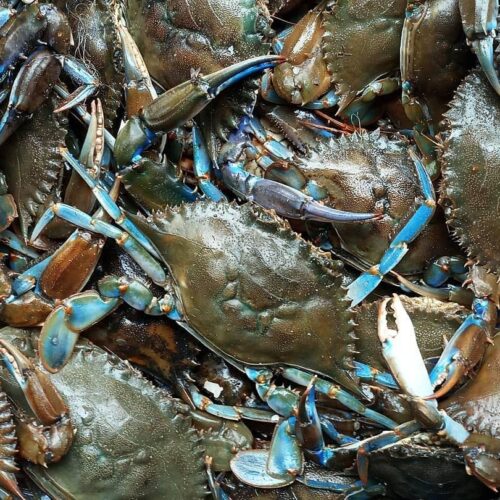 Crabs