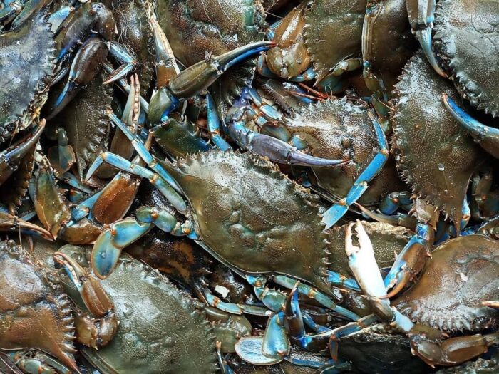 Crabs