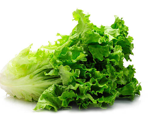 Lettuce
