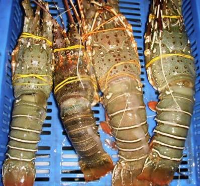 Lobster