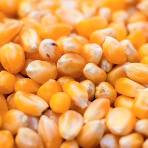 Maize