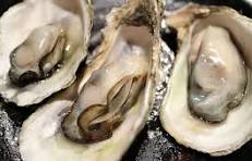 Oysters