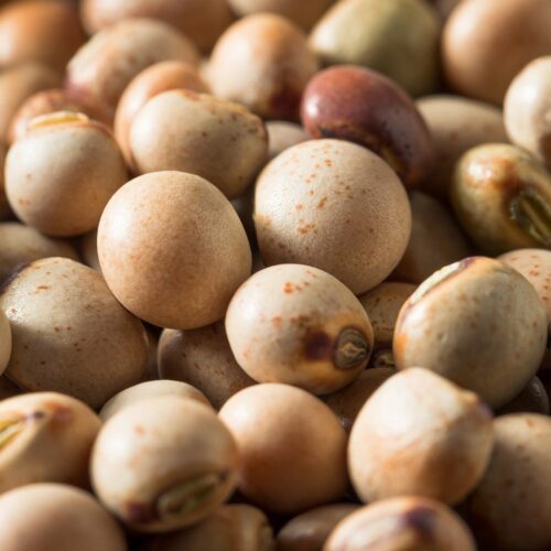 Pigeon pea