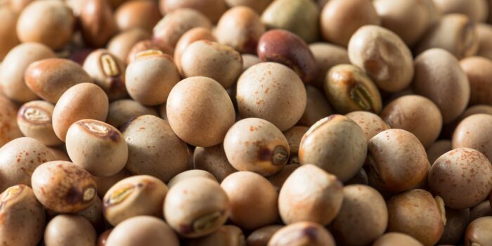 Pigeon pea