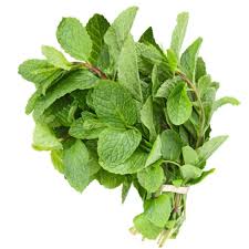 Scent leaf