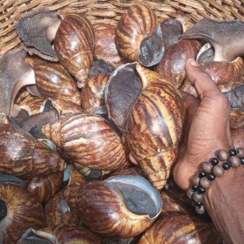 Shelled Snails