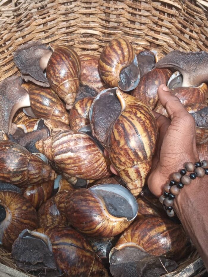 Shelled Snails
