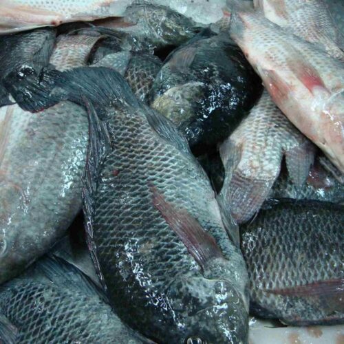 Tilapia