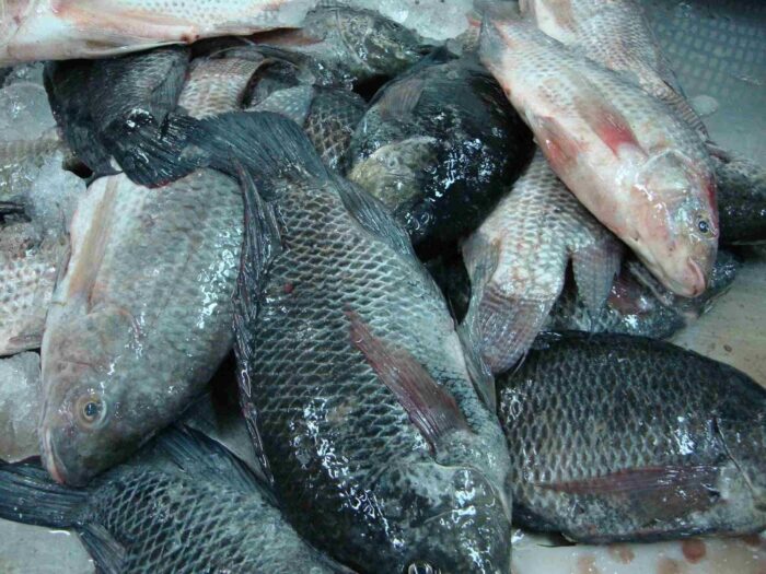 Tilapia
