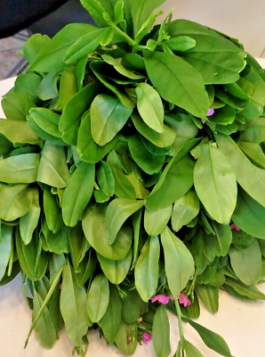 Water leaf