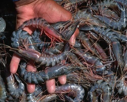 Prawns