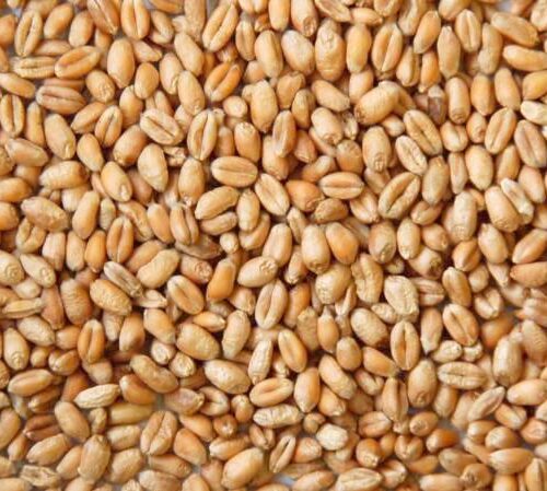 Wheat grain
